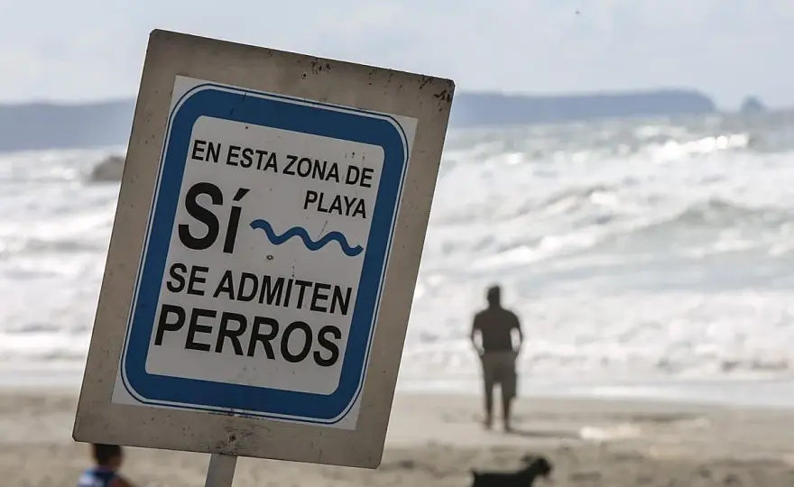 Playa para perros cerca - Evita errores y disfruta