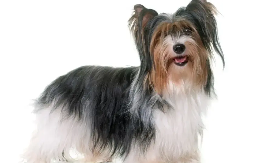 Biewer Terrier - Czy to pies dla Ciebie? Poznaj prawdę!