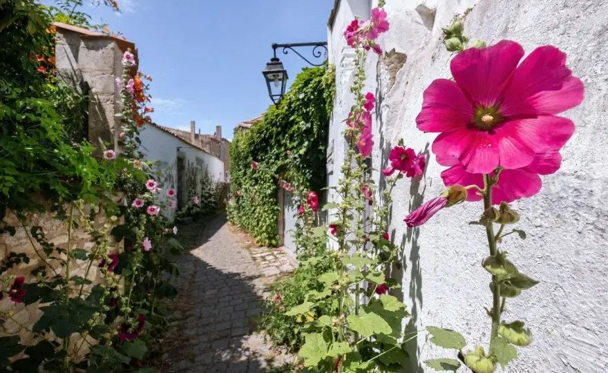 Rose trémière dangereuse ? Les vrais risques au jardin