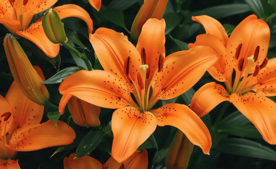 Lys orange - Sa vraie signification et comment l'offrir