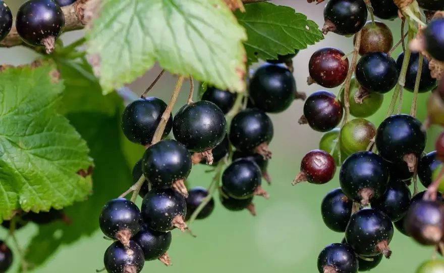 Jak przycinać czarną porzeczkę, żeby dobrze owocowała?