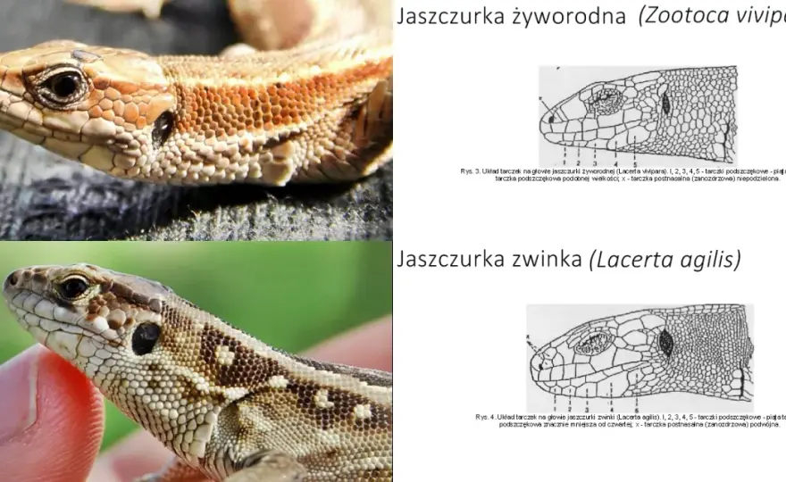Jaszczurki w Polsce - Jak rozpoznać zwinkę, żyworódkę i padalca?