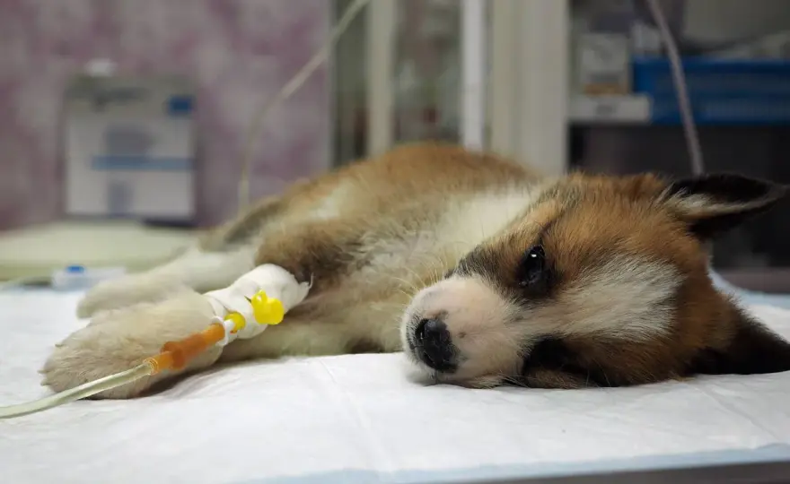 Parvovirose beim Hund erkennen und richtig handeln