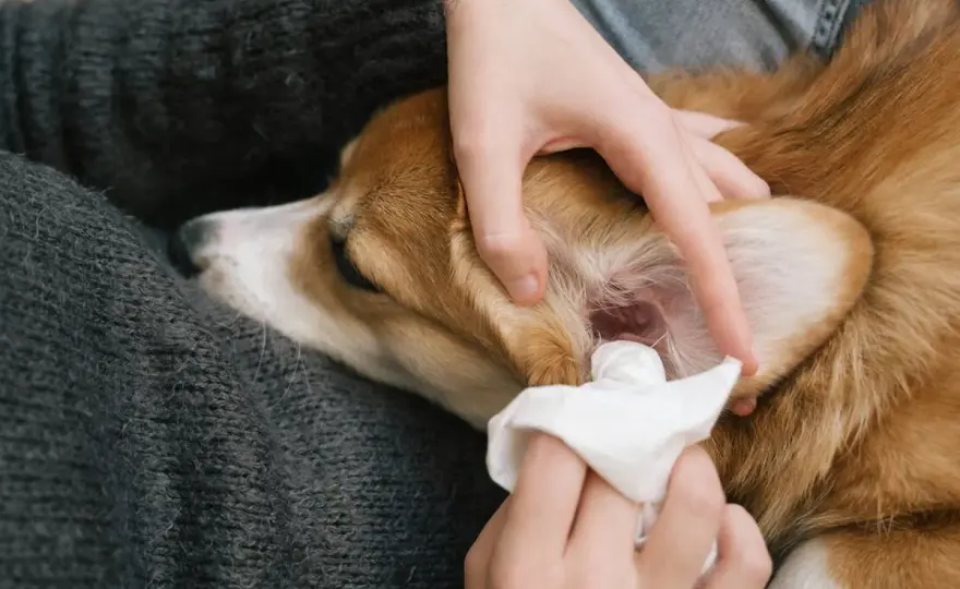 Limpiar orejas de perro - Evita errores y otitis