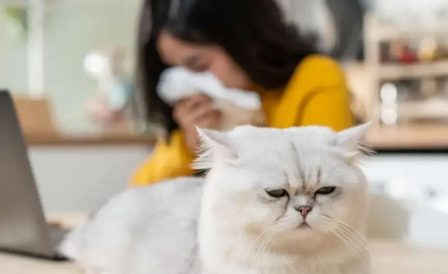 Alergia al pelo de gato - cómo controlarla y cuándo ir al alergólogo