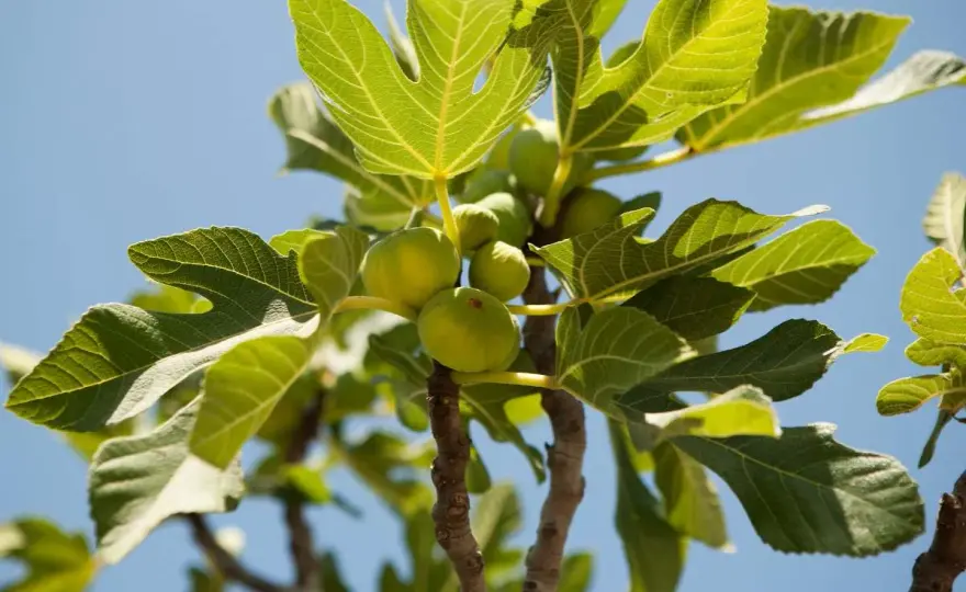 Figuier au jardin - les règles pour récolter de belles figues