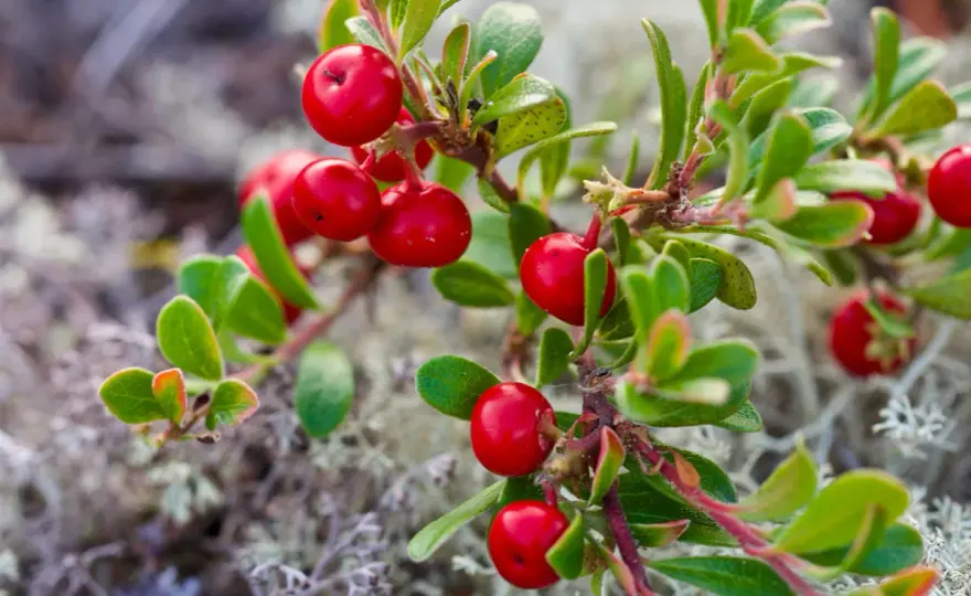 Uva ursina - Usi, dosi e limiti per le vie urinarie. La guida