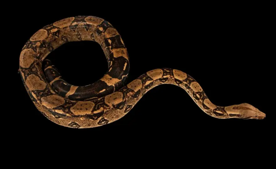Boa constrictor amarilla - ¿Qué significa su color?