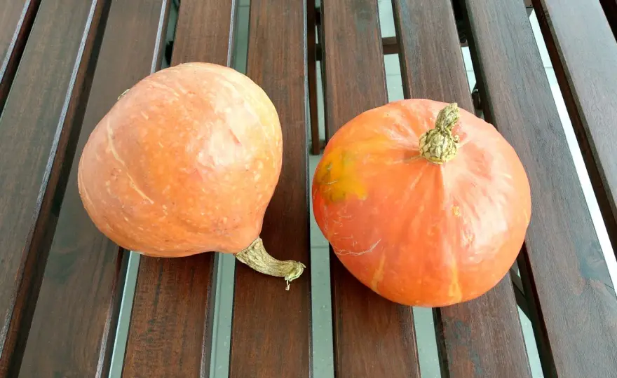 Puree z dyni dla niemowlaka - przepis i zasady rozszerzania diety