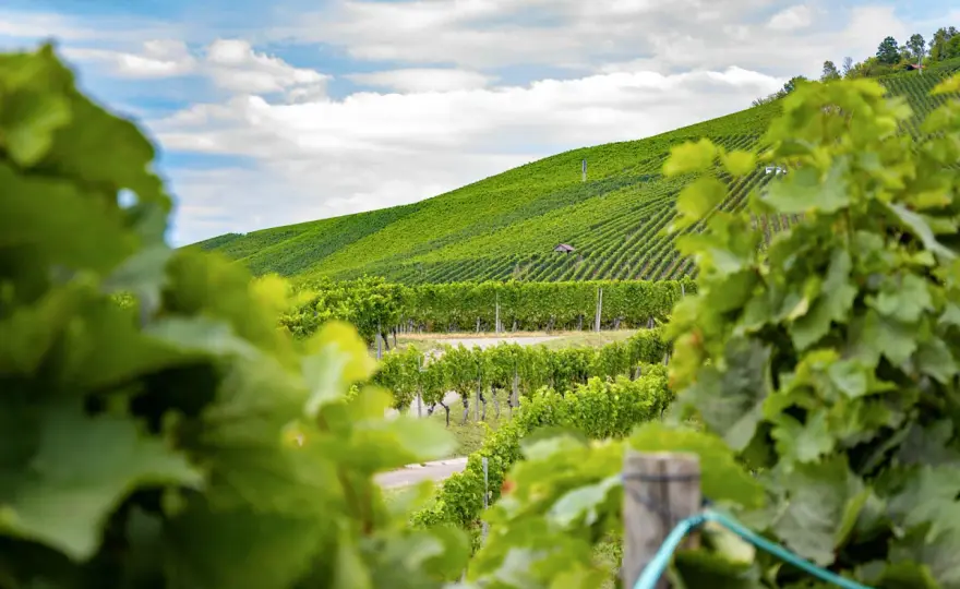 Stuttgart Wein - Mehr als nur Reben: Dein Guide zur Weinstadt