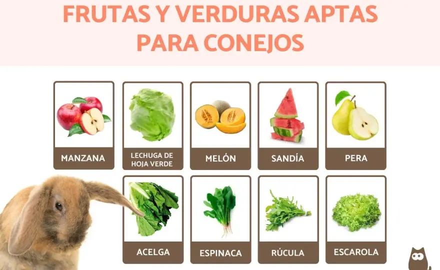 Qué comen los conejos - La dieta real para su salud