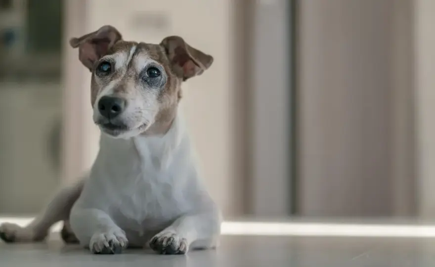 Wie alt werden Jack-Russell-Terrier? Die echte Lebenserwartung