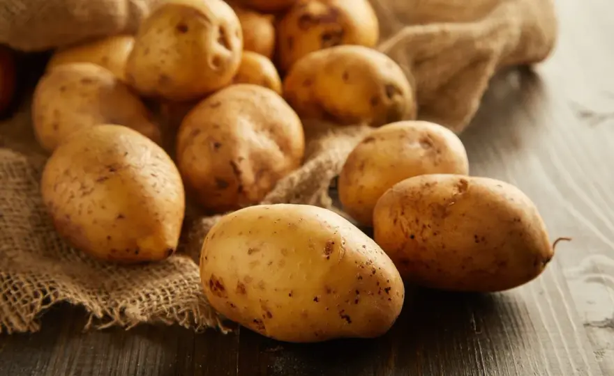 Czy pies może jeść ziemniaki? Bezpieczne zasady i ryzyko