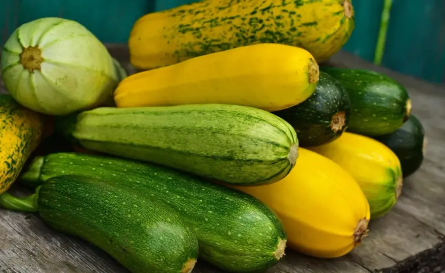 Courgette Blanche - Le guide pour une récolte rapide et facile
