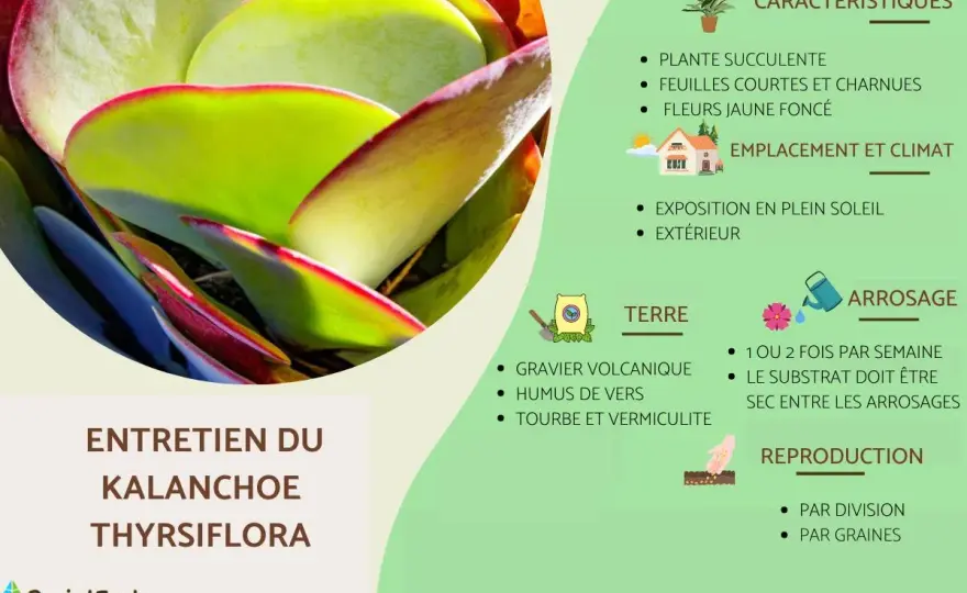 Kalanchoe thyrsiflora, les bons gestes pour une belle plante paddle