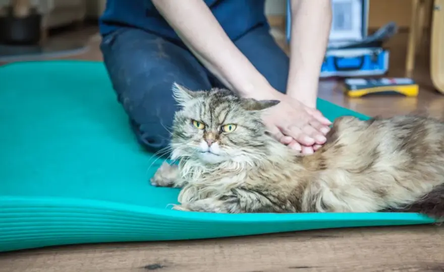 Spondylose bei Katzen erkennen und richtig behandeln