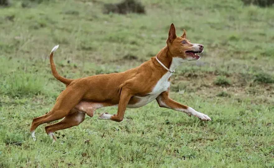 Podenco Andaluz - Charakter, Größen und Alltagstauglichkeit