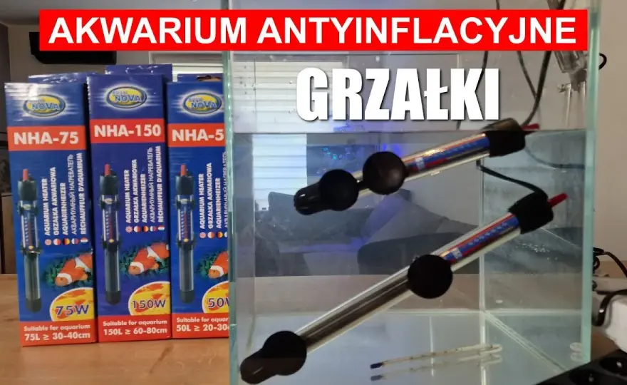 Jak ustawić grzałkę w akwarium: praktyczny kompletny poradnik instalacji