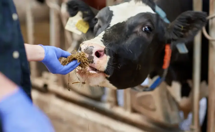 Tuberculosis Bovina - ¿Cómo controlarla en tu explotación?