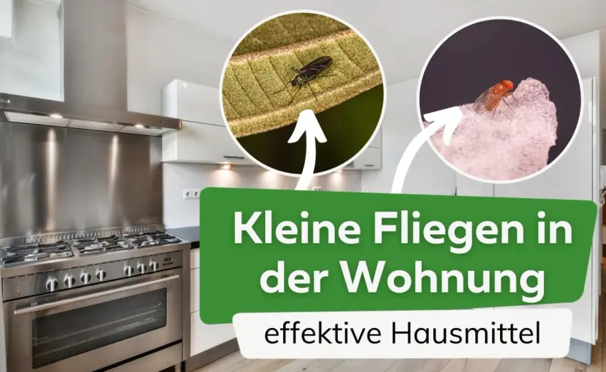 Fliegen in der Küche? So fängst du sie mit Hausmitteln!
