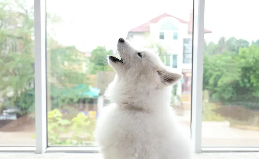 Why Do Dogs Howl at Sirens? Instinct vs. Anxiety Explained