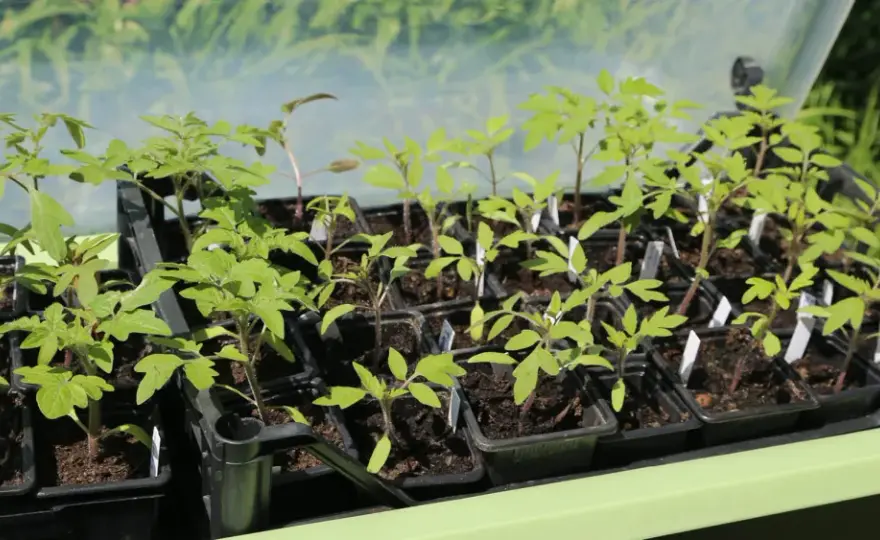 Quand planter les tomates au potager sans risquer le gel ?