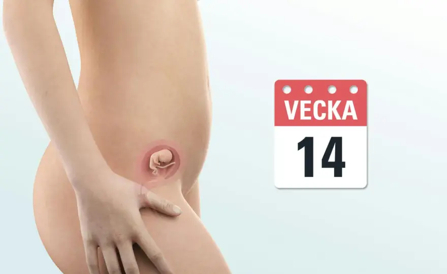 Graviditetsvecka 14 - så förändras kroppen och fostret nu