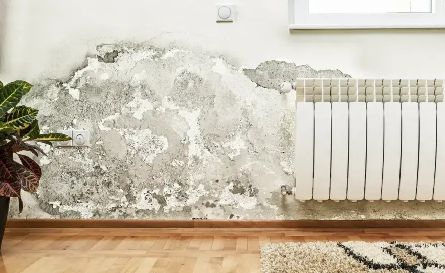 Pleśń czy grzyb na ścianie? Rozpoznaj i usuń problem na zawsze