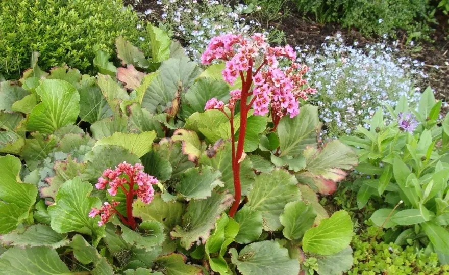 Bergenia zimą - kiedy okrywać, a kiedy nie ruszać liści