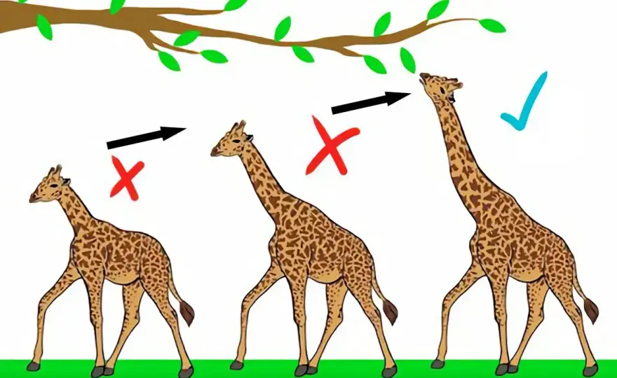 Sélection Naturelle - Comprendre l'Évolution sans Erreur