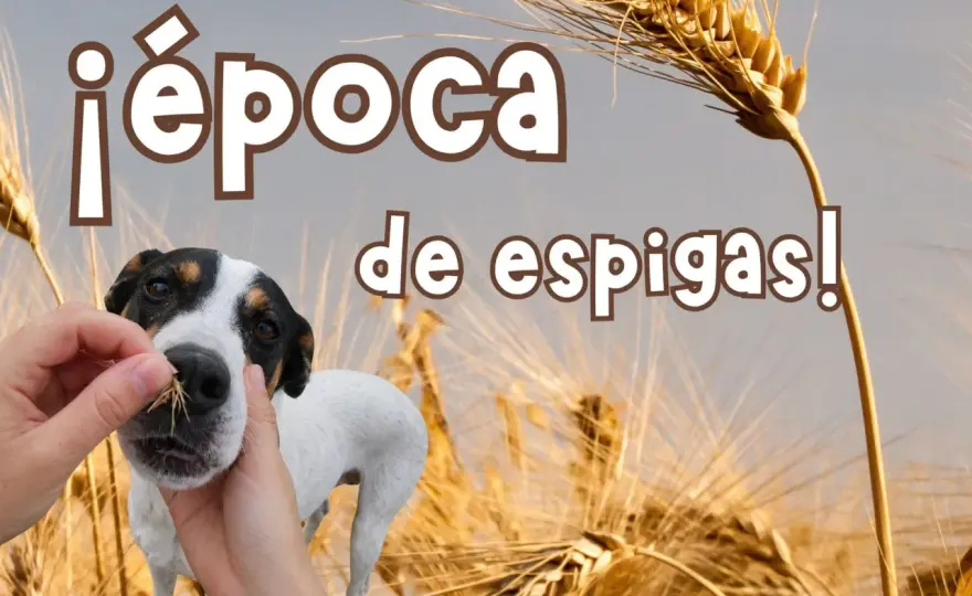 Espigas en perros - Guía completa para prevenirlas y actuar