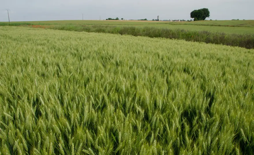 Blé de printemps - Optimisez votre rendement avec nos conseils