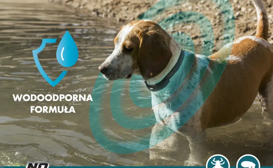 Jak działa obroża antykleszczowa i jak skutecznie chronić psa