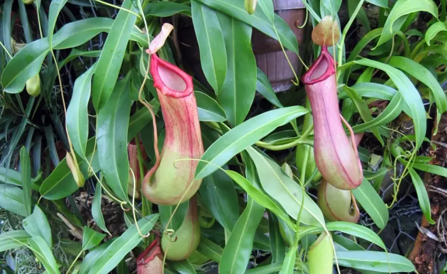 Nepenthes alata en intérieur - lumière, eau et substrat adaptés