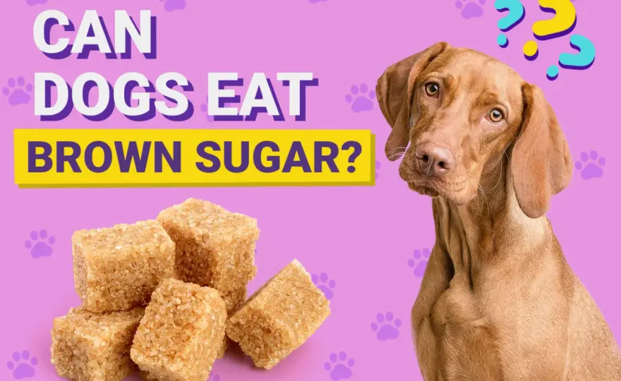 Can Dogs Have Brown Sugar? The Real Risks & Safe Treats