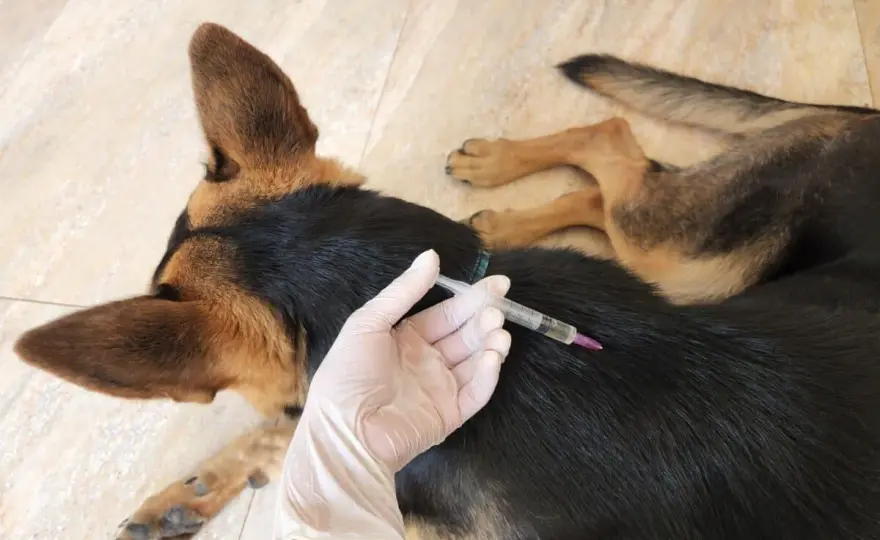 Leptospirosi nel cane - Sintomi, cure e prevenzione efficace