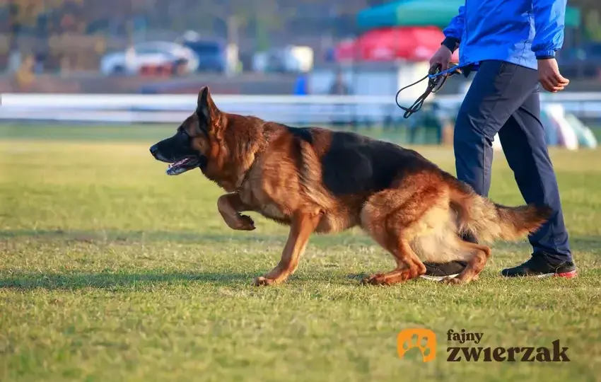 Jak szkolić owczarka niemieckiego? Kompletny przewodnik