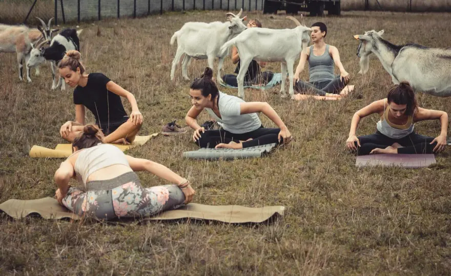 Joga z kozami - hit czy kit? Sprawdź, zanim pójdziesz!