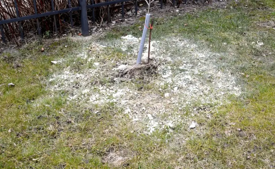 Wapnowanie trawnika - Kiedy sypać wapno i jak to zrobić?