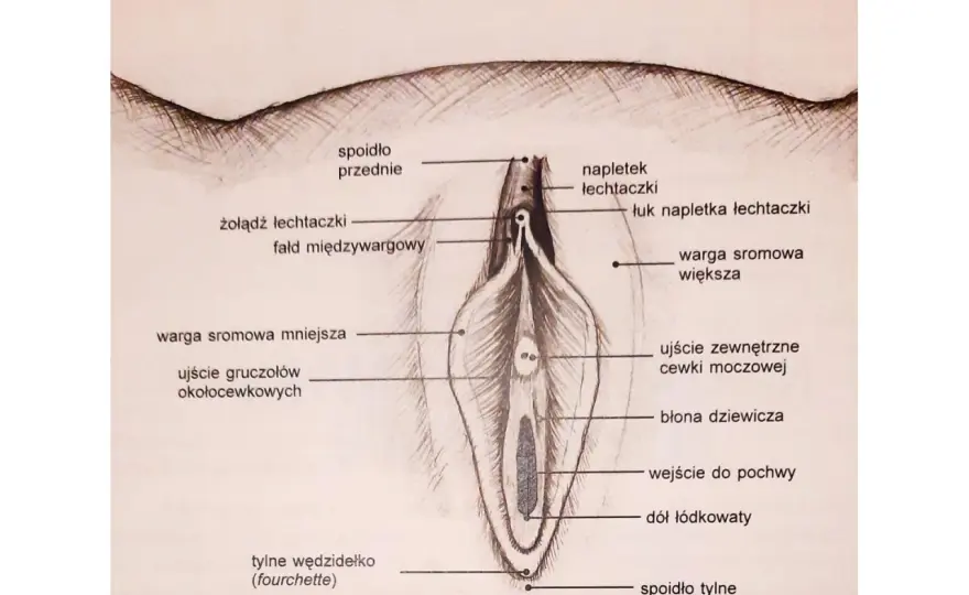 Żołądź łechtaczki - co jest normą, a kiedy iść do lekarza