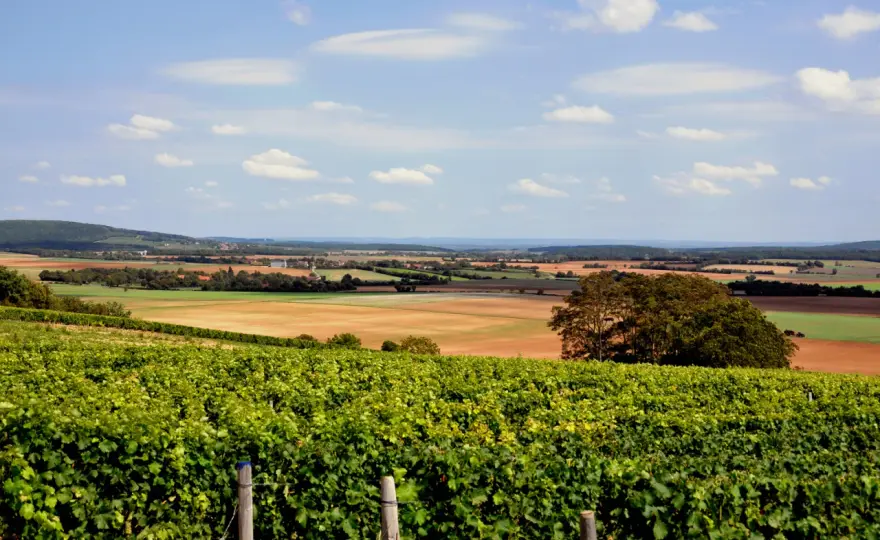 Coteaux du Giennois blanc - les meilleurs accords à table