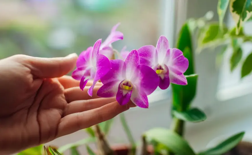 Orchidée violette - Son message et comment la sublimer