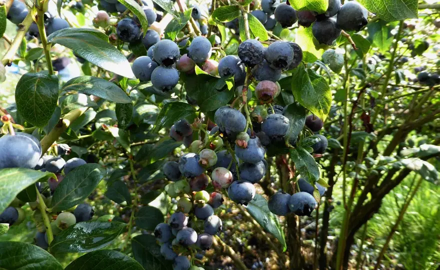 Heidelbeeren Krankheiten erkennen - Schnelle Hilfe & Vorbeugung