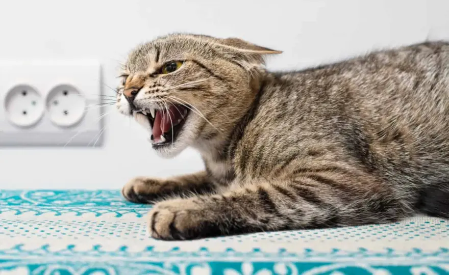 Tollwut bei Katzen - so erkennen Sie Warnzeichen und handeln richtig