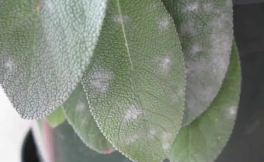 Oidio sulla salvia, come riconoscerlo e fermarlo