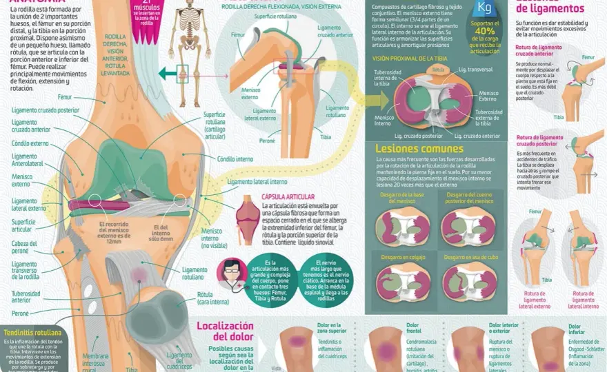 Los músculos de la rodilla: funciones esenciales y su anatomía detallada