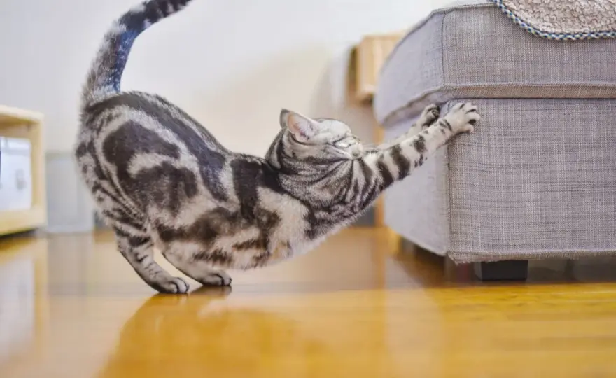 Mon chat tire sur ses griffes - Normal ou problème?