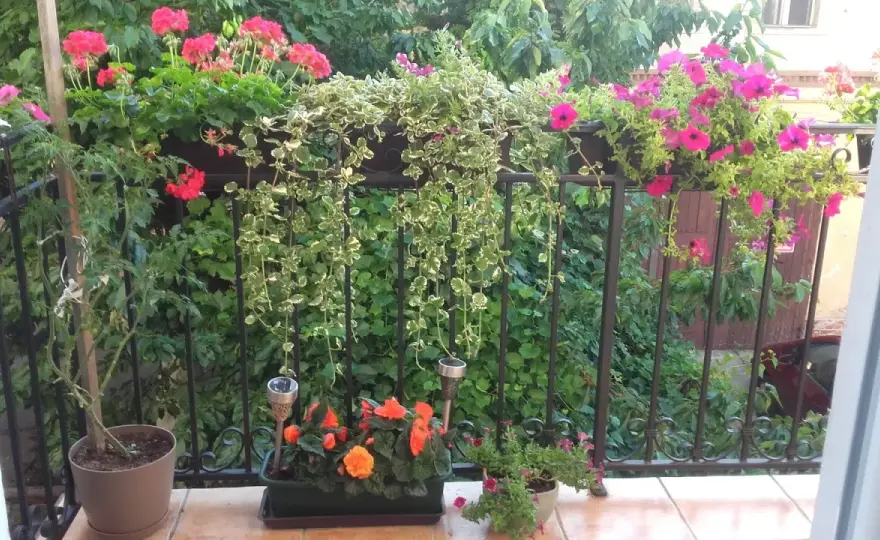 Komarzyca - z czym łączyć? Najlepsze duety na balkon!