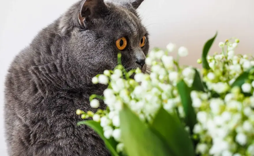 Muguet toxique - Risques, symptômes et agir sans panique