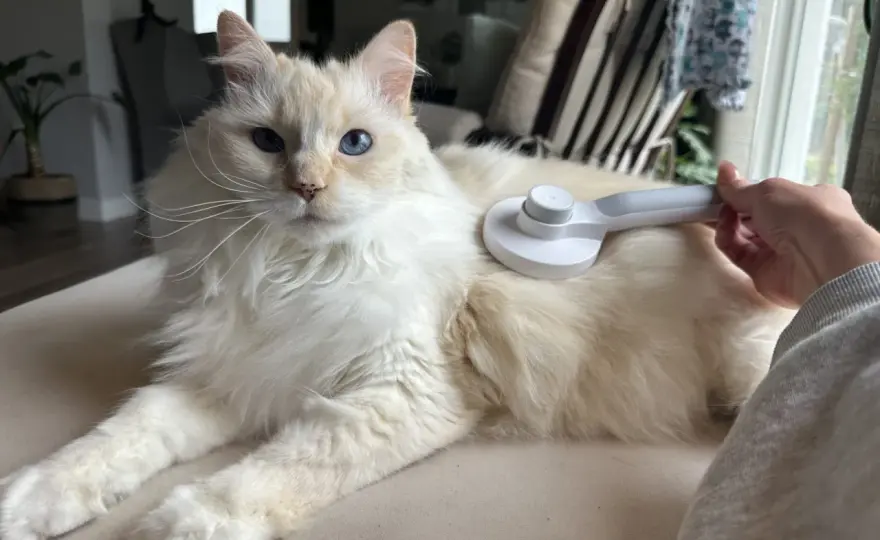 Long-Haired Cat Grooming - Beyond the Brush